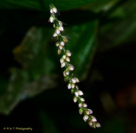 {Persicaria longiseta}